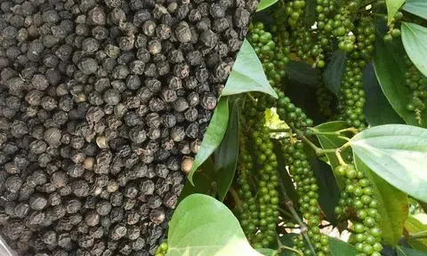 Giá tiêu hôm nay 24/6/2025: Không thay đổi so với hôm qua