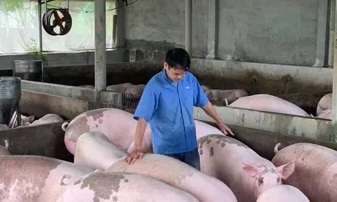 Giá heo hơi hôm nay 25/6/2025: Giữ nguyên trên toàn quốc