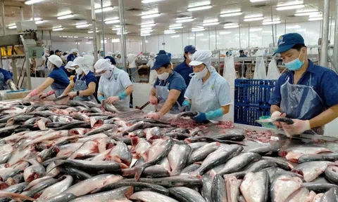 Cá tra, cá basa Việt Nam nhận tin vui từ thuế quan Mỹ