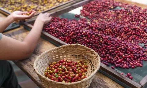 Giá cà phê hôm nay 27/6/2025: Giảm mạnh kỷ lục