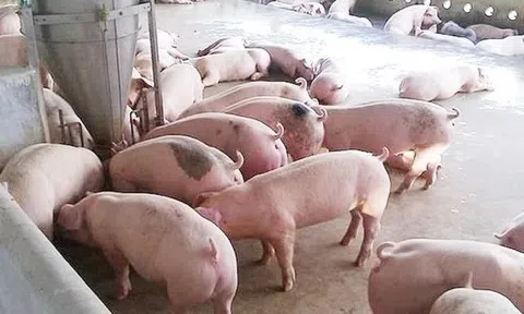 Giá heo hơi hôm nay 30/6/2025: Thêm loạt tỉnh rớt giá, Miền Trung – Tây Nguyên “đỏ rực” chưa từng thấy