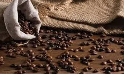 Giá cà phê hôm nay 3/7/2025: Trong nước ổn định, thế giới có biến động