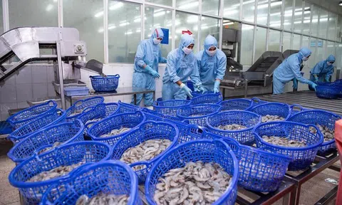 Sản lượng tôm tăng vọt, doanh số Sao Ta đạt hơn 135 triệu USD trong nửa đầu năm
