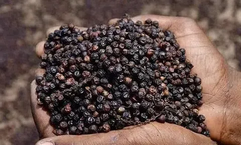 Giá tiêu hôm nay 3/7/2025: Đồng loạt tăng mạnh, có nơi chạm ngưỡng 147.000 đồng/kg