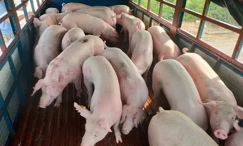 Giá heo hơi hôm nay 5/7/2025: Thị trường ổn định cả nước, miền Nam duy trì mức cao nhất
