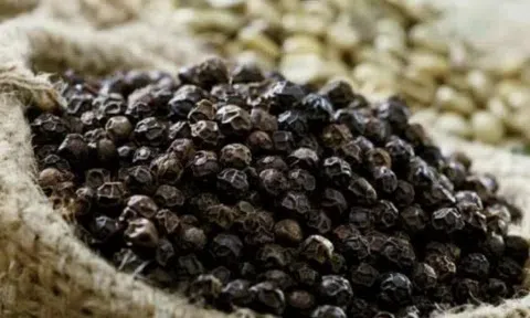 Giá tiêu hôm nay 7/7/2025: Cao nhất đạt 144.000 đồng/kg