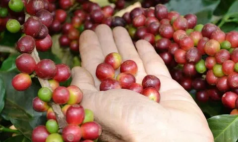 Giá cà phê hôm nay 8/7/2025: Tăng không đáng kể