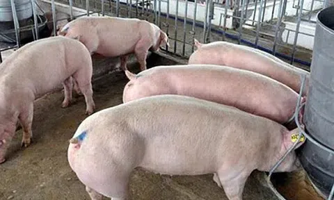 Giá heo hơi hôm nay 8/7/2025: Giảm nhẹ 1.000 đồng/kg tại một số tỉnh phía Nam