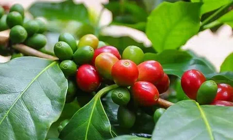 Giá cà phê hôm nay 10/7/2025: Trong nước bật tăng trở lại