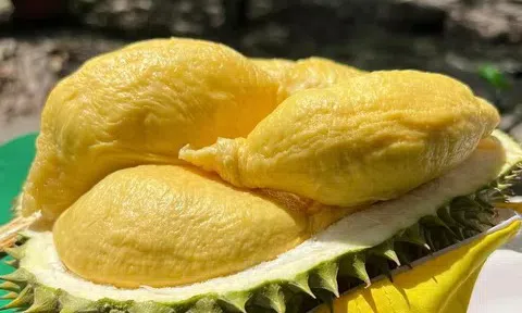 Giá sầu riêng hôm nay 10/7/2025: Thị trường giảm nhẹ