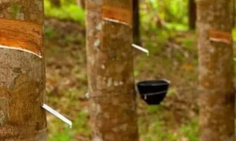 Giá cao su hôm nay 11/7: Thế giới đồng loạt đi xuống, trong nước ổn định