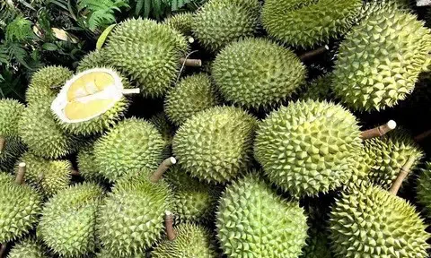 Giá sầu riêng hôm nay 11/7/2025: Sầu Thái vẫn thống lĩnh thị trường