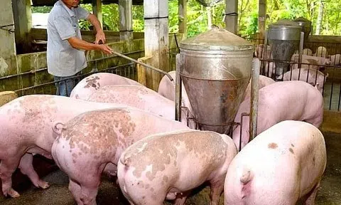 Giá heo hơi hôm nay 13/7/2025: Miền Bắc giảm đồng loạt, miền Nam vững vàng trên đỉnh