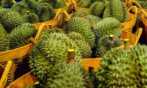 Giá sầu riêng hôm nay 12/7/2025: Ri6 biến động nhẹ