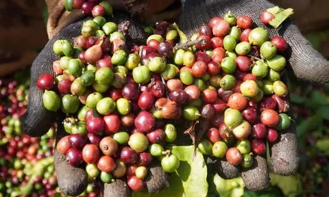 Giá cà phê hôm nay 14/7/2025: Tiếp tục giữ ở mức 90.300 đồng/kg