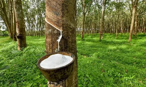 Giá cao su hôm nay 13/7/2025: Giá cao su thế giới biến động trong tuần qua