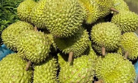 Giá sầu riêng hôm nay 3/7/2025: Sầu Thái tiếp tục chuỗi giảm