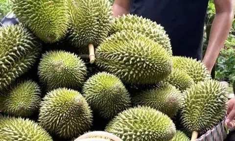 Giá sầu riêng hôm nay 15/7/2025: Hàng đẹp vẫn được giá, hàng dạt khó tiêu thụ