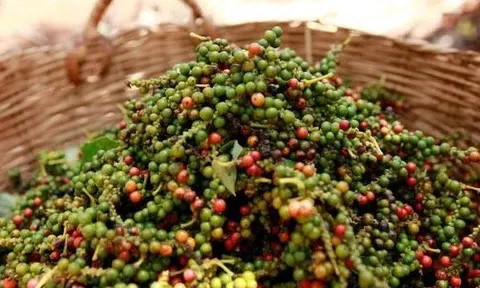 Giá tiêu hôm nay 16/7/2025: Hồ tiêu tăng mạnh
