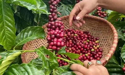 Giá cà phê hôm nay 17/7/2025: Quay đầu giảm mạnh