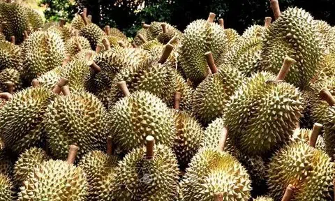 Giá sầu riêng hôm nay 16/7/2025: Thị trường ổn định