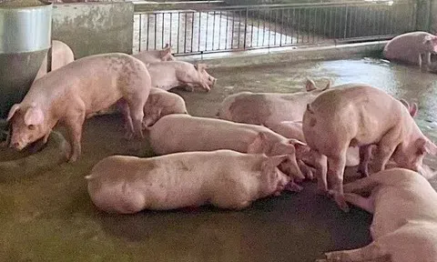 Giá heo hơi hôm nay 18/7/2025: Giảm nhanh trên cả 3 miền