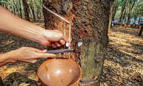 Giá cao su hôm nay 18/7/2025: Nhật Bản và Trung Quốc tăng mạnh