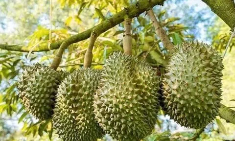 Giá sầu riêng hôm nay 19/7/2025: Ổn định cả 3 miền, thương lái thận trọng chờ tín hiệu xuất khẩu