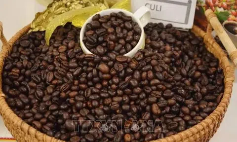 Giá cà phê hôm nay 22/7/2025: 2 sàn Robusta và Arabica đồng loạt lao dốc