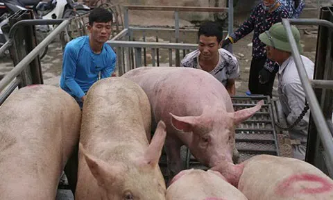 Giá heo hơi hôm nay 23/7/2025: Tiếp tục giảm tại nhiều tỉnh thành