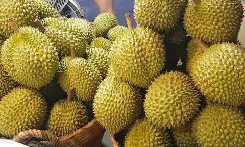Giá sầu riêng hôm nay 22/7/2025: Đắk Lắk dẫn đầu với mức cao nhất 85.000 đồng/kg