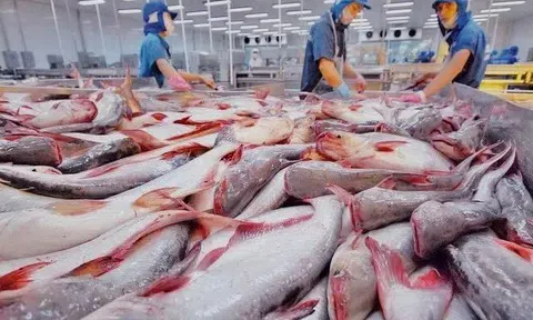 Ngành cá tra Việt Nam khởi sắc: Luỹ kế xuất khẩu vượt ngưỡng 1 tỷ USD chỉ trong 6 tháng đầu năm
