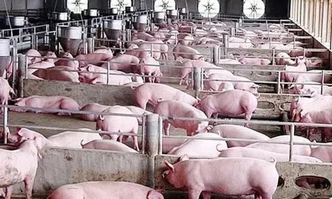 Giá heo hơi hôm nay 25/7/2025: Đi ngang sau chuỗi giảm sâu