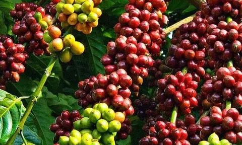 Giá cà phê hôm nay 31/7/2025: Trong nước tăng mạnh, thế giới biến động trái chiều