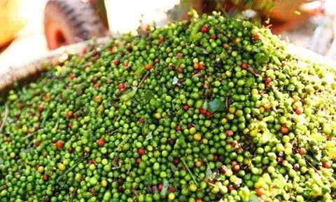 Giá tiêu hôm nay 5/8/2025: Giá tiêu trong nước đi ngang, thế giới chịu áp lực từ căng thẳng thuế quan Mỹ - Ấn