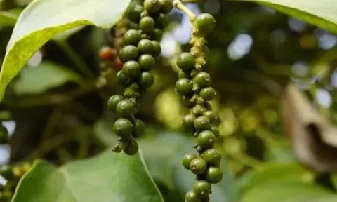 Giá tiêu hôm nay 20/8/2025: Ổn định trong nước, nông dân Đắk Lắk, Đắk Nông vẫn có giá tốt