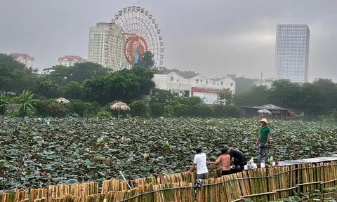 Hà Nội: Đội mưa thi công dưới hồ sen làm dự án "hồi sinh" sông Tô Lịch