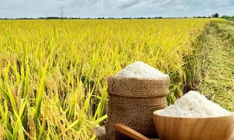 Giá lúa gạo hôm nay 21/8/2025: Thị trường nội địa giảm nhẹ, xuất khẩu giữ vững