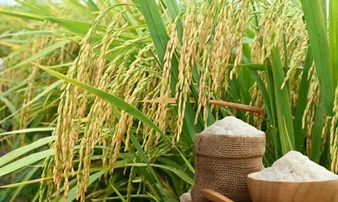 Giá lúa gạo hôm nay 30/8/2025: Thị trường biến động trái chiều