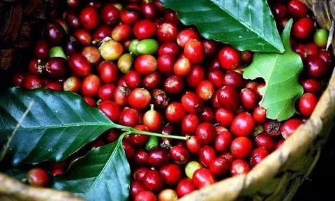 Giá cà phê hôm nay 1/9/2025: Trong nước đi ngang, cà phê thế giới biến động trái chiều