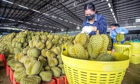 Thủ tướng yêu cầu khẩn trương khắc phục các cảnh báo từ EU