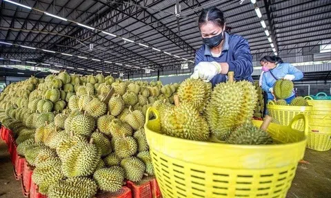 Thủ tướng yêu cầu khẩn trương khắc phục các cảnh báo từ EU
