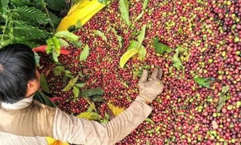 Giá cà phê hôm nay 8/9/2025: Trong nước đi ngang, thế giới tiếp tục giảm