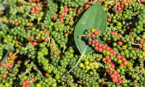 Giá tiêu hôm nay 8/9/2025: Cao nhất ở mức 152.000 đ/kg