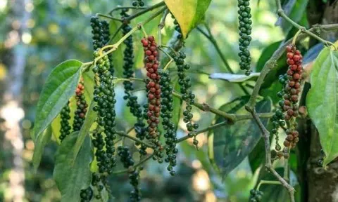 Giá tiêu hôm nay 9/9/2025: Cao nhất 152.000 đồng/kg