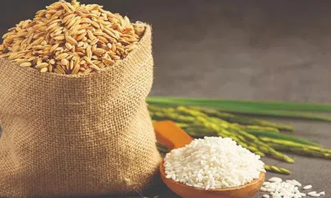 Giá lúa gạo hôm nay 10/9/2025: Thị trường trong nước ổn định, xuất khẩu giảm mạnh