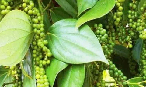 Giá tiêu hôm nay 13/9/2025: Giảm sâu còn 149.600 đồng/kg, Brazil lao đao vì thuế “khủng” từ Mỹ