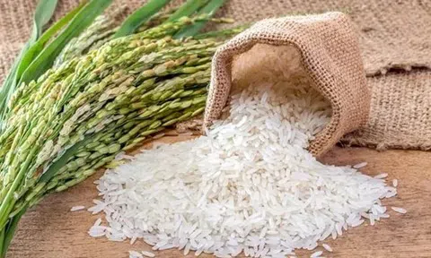 Giá lúa gạo hôm nay 12/9/2025: Giá lúa giữ vững, xuất khẩu gặp khó