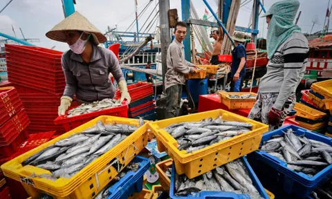 Bộ trưởng Công Thương gửi thư tới Mỹ trước lệnh cấm nhập khẩu hải sản Việt Nam