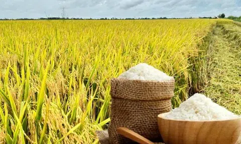 Giá lúa gạo hôm nay 17/9/2025: Trong nước ổn định, xuất khẩu tăng nhẹ